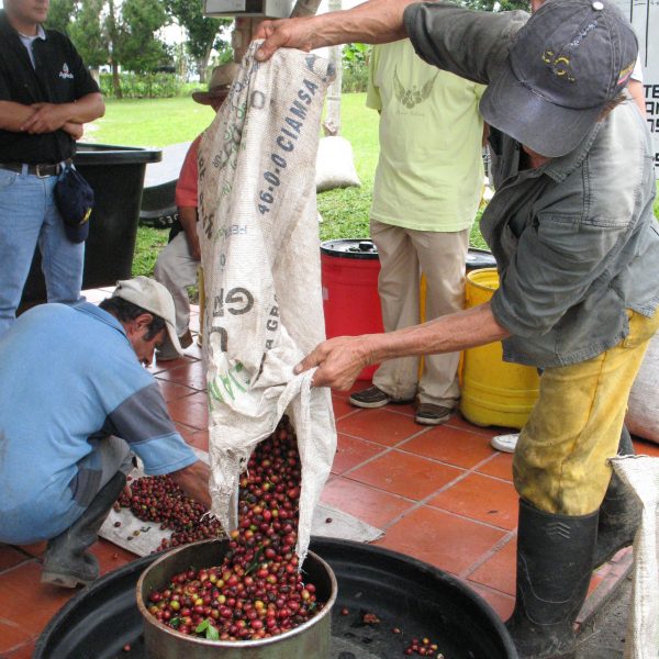 Cherry delivery to the wet mill scaled