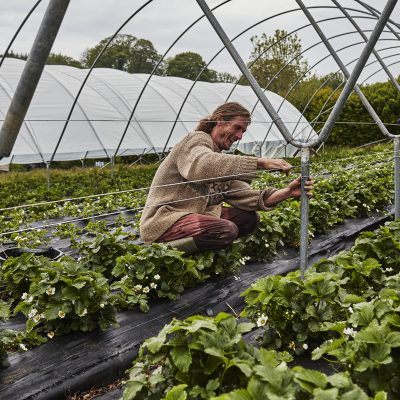 Oli Baker in the process of covering his soil grown organic strawberries with open ended Spanish tunnels scaled