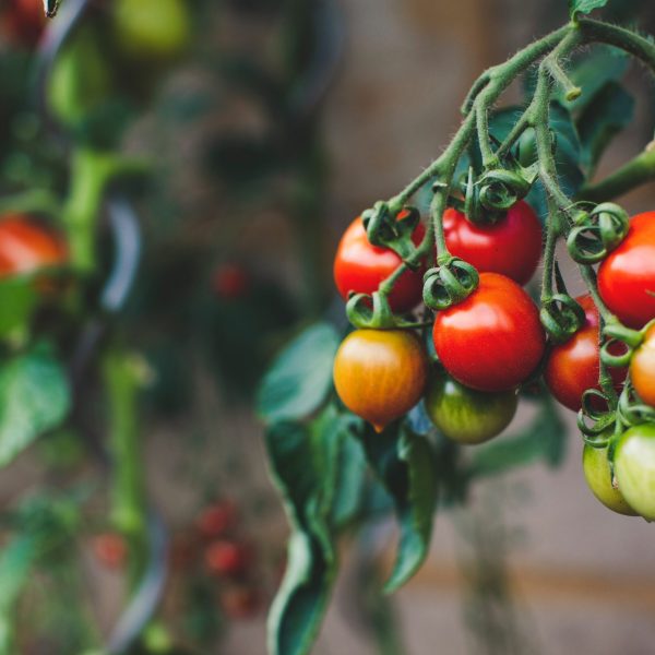 Vegetal-tomatoes