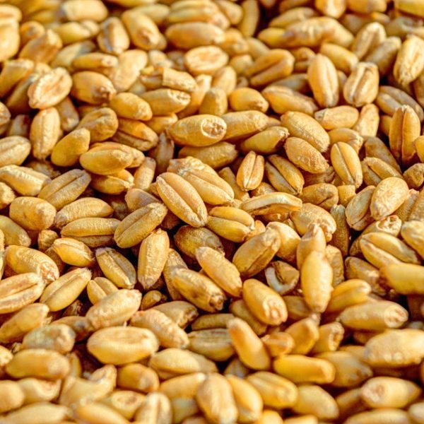4 origins of grains