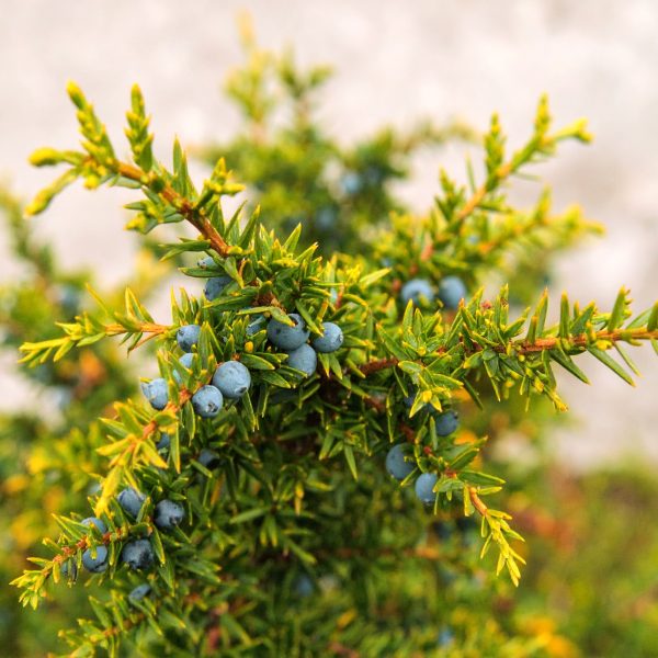 Firefly Juniper berries on a bush 942801
