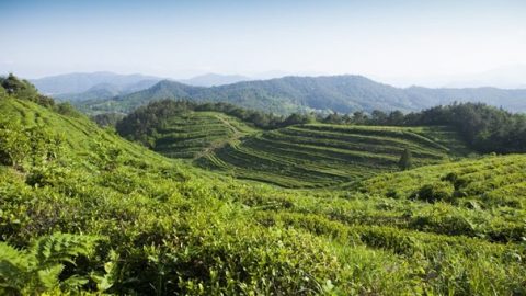 Plantation the