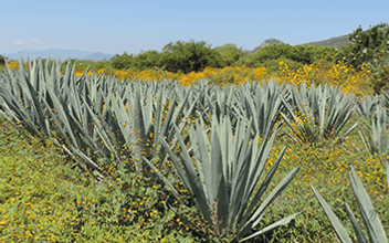 tequila basico