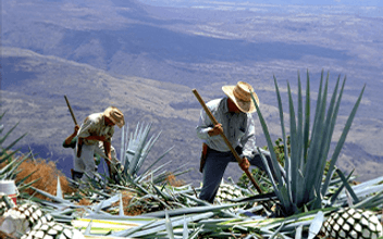 Tequila Intermediário