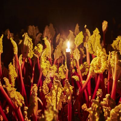 Robert Tomlinson s Forced Rhubarb harvested by candlelight to preserve its bright pink fibreless stalks