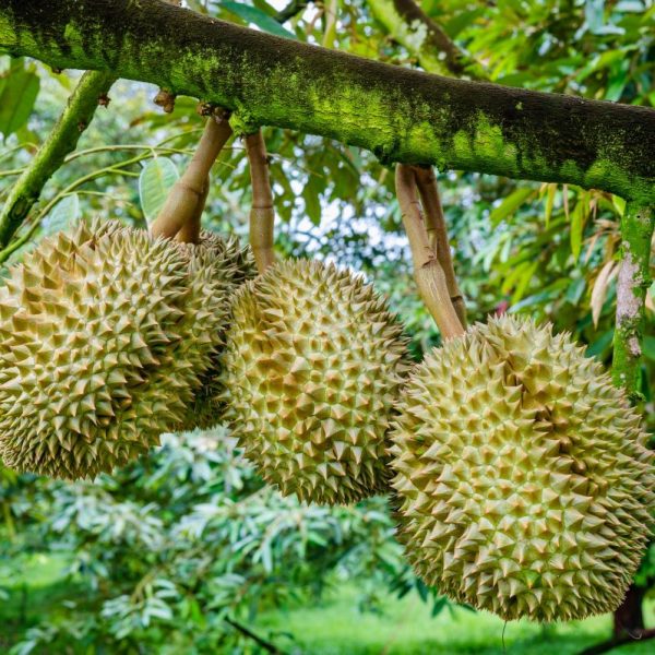 Singapore's tropical fruits