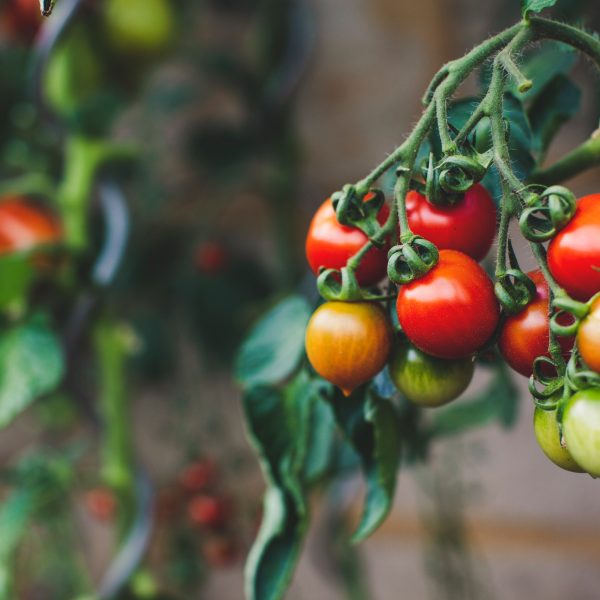 Vegetal tomatoes scaled